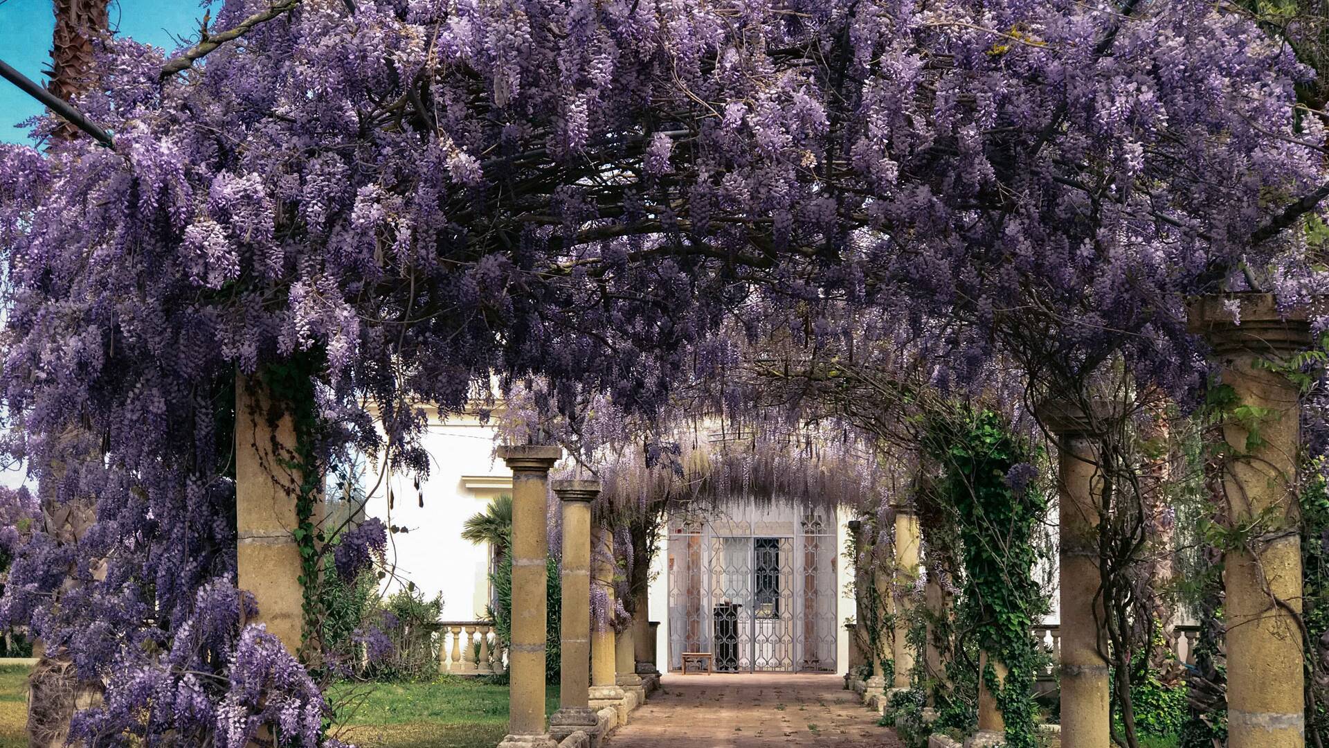 entrance to main villa with lavender in bloom