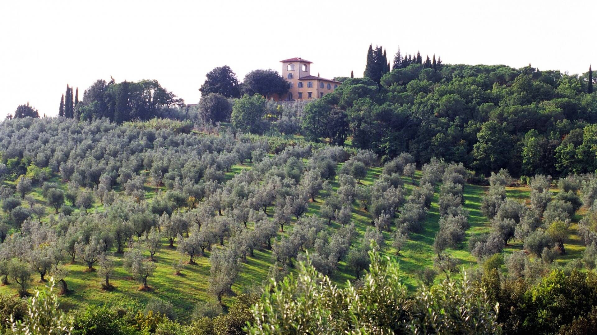 Tuscan hills and vineyards