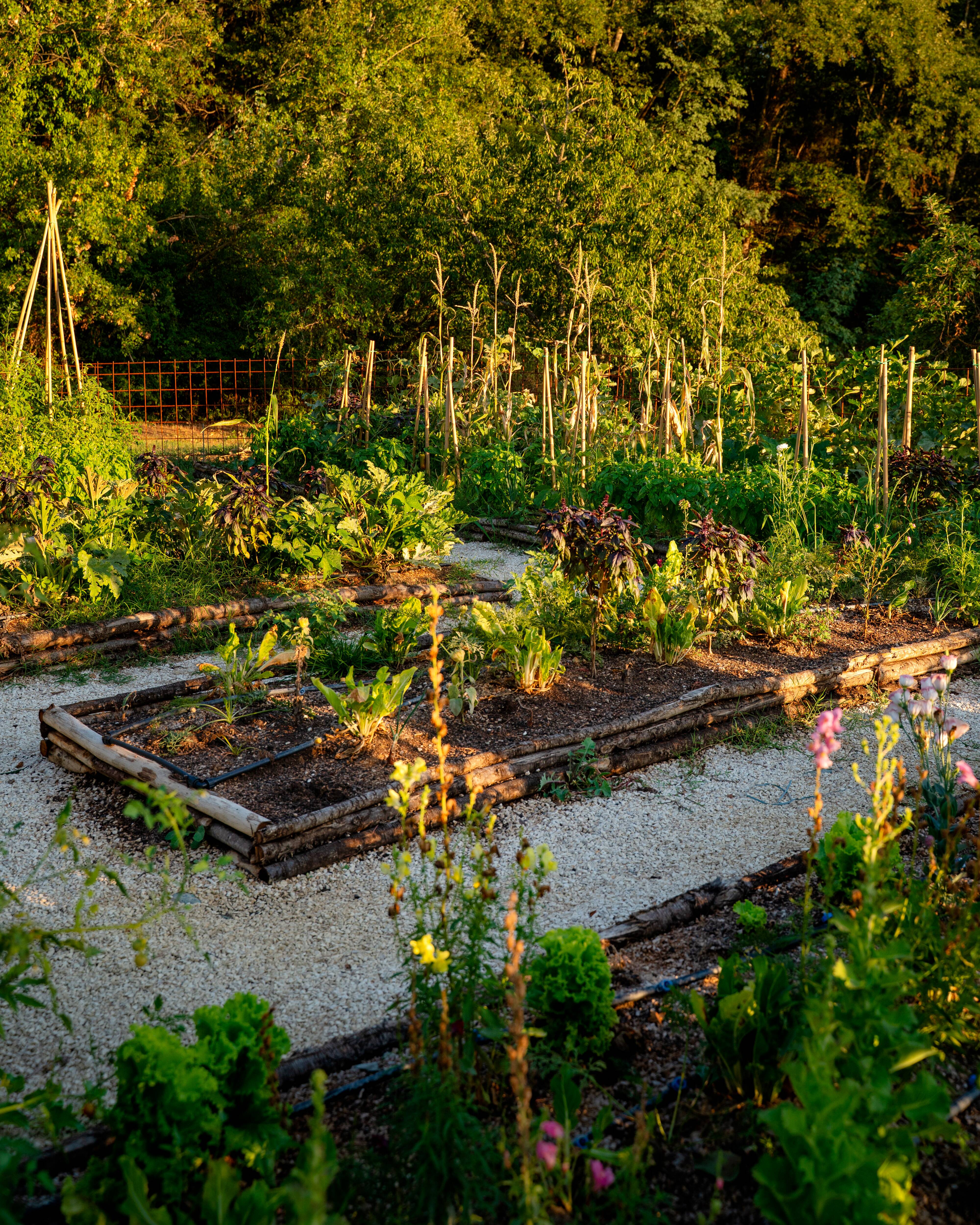 Vegetable garden