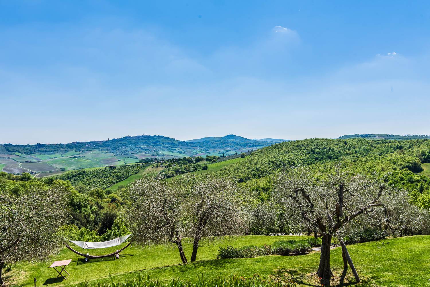 olive groves