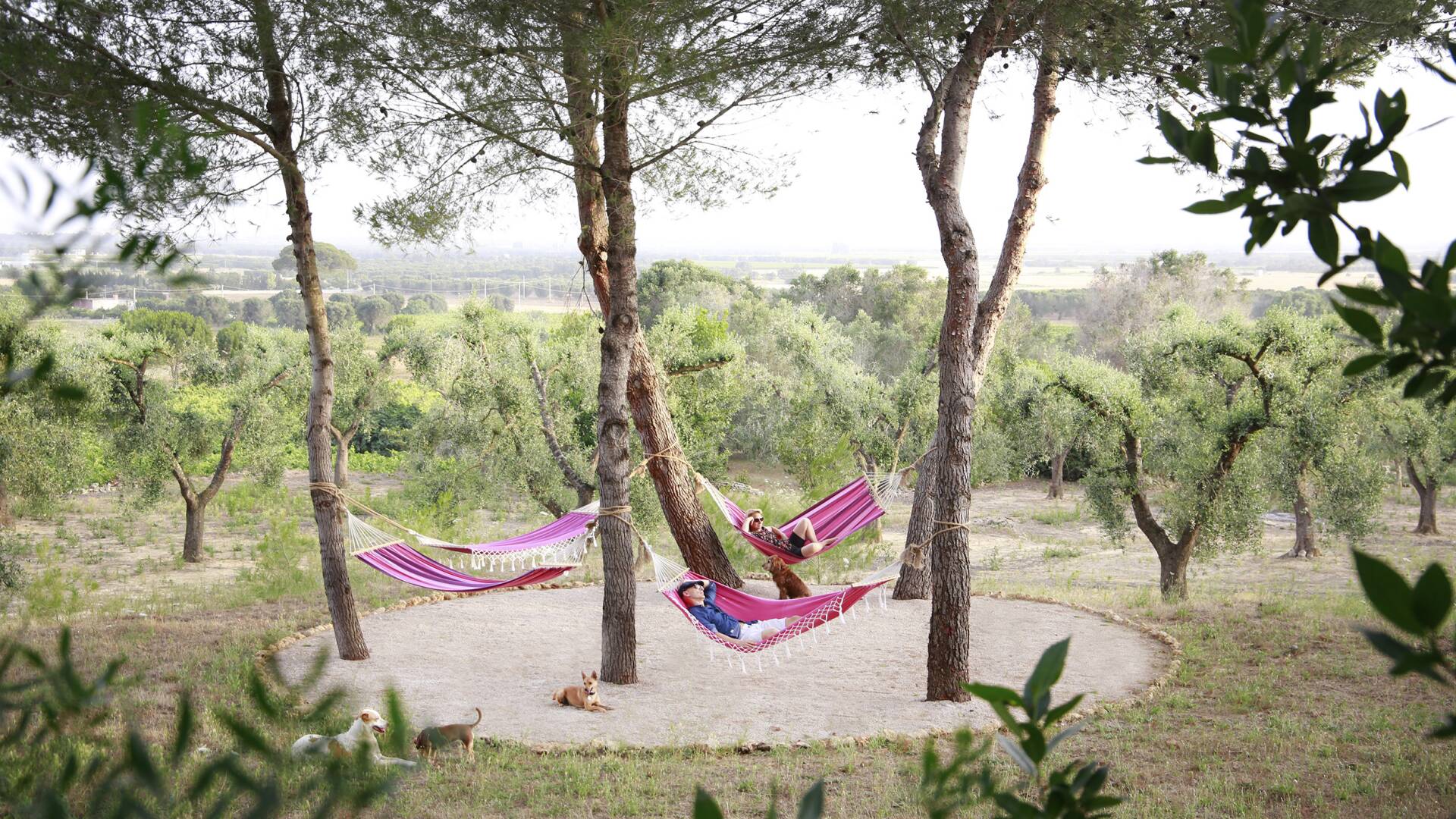 a tranquil spot for hammocks
