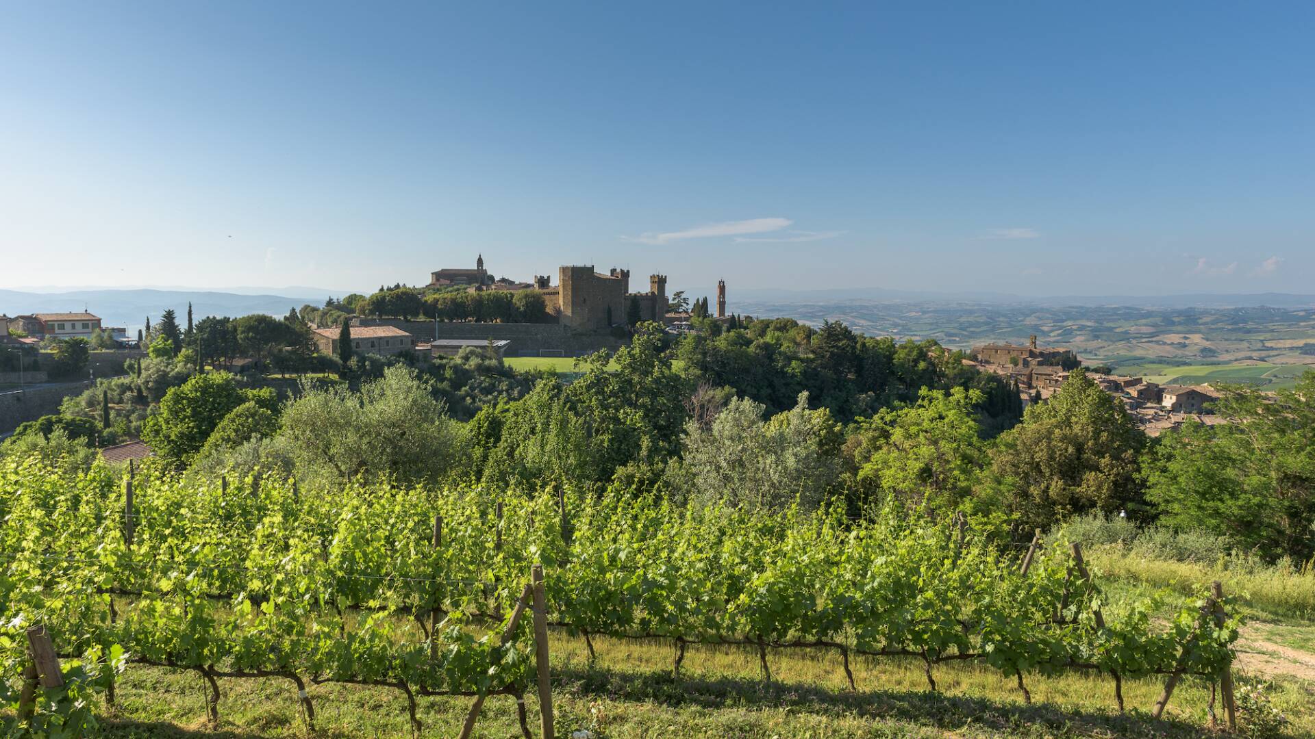 vineyards around the villa with view on Montalcino