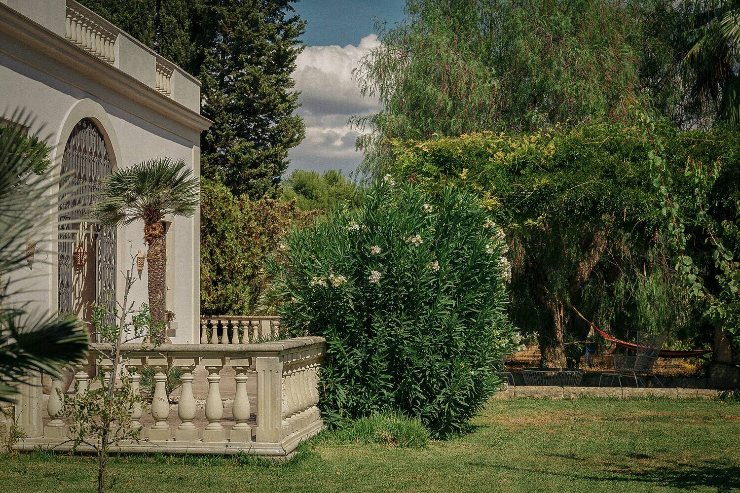 Mediterranean garden with olive trees