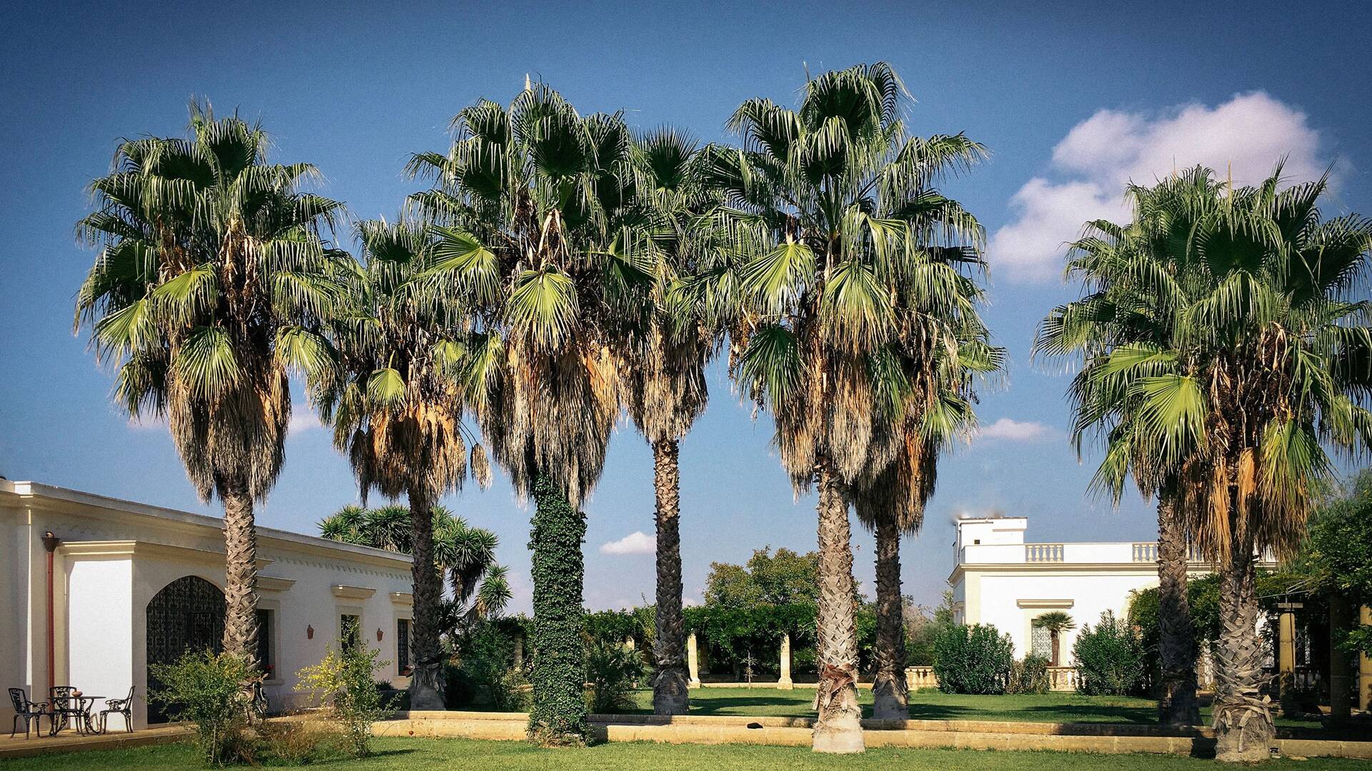 majestic Mediterranean garden