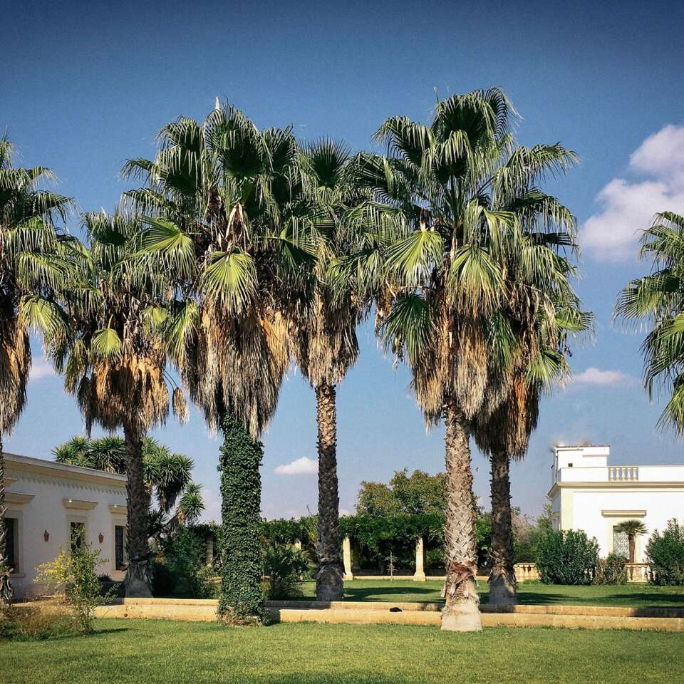 majestic Mediterranean garden