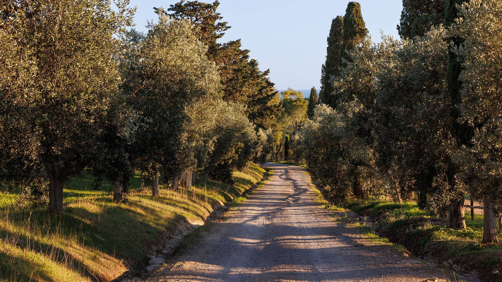 pathway immersed in nature