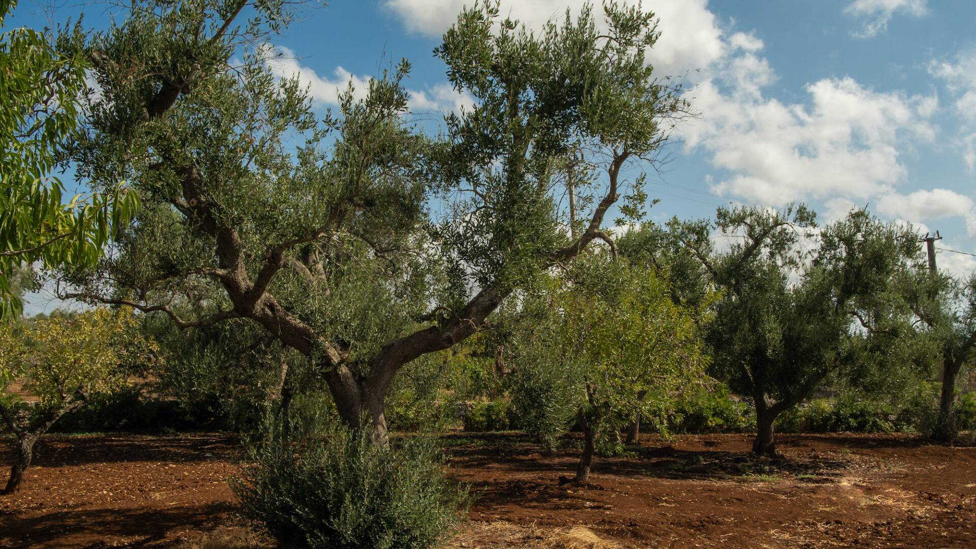 well-manicured Mediterranean garden