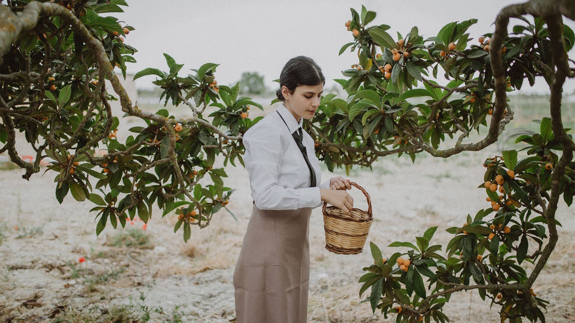 picking fruits from orange trees