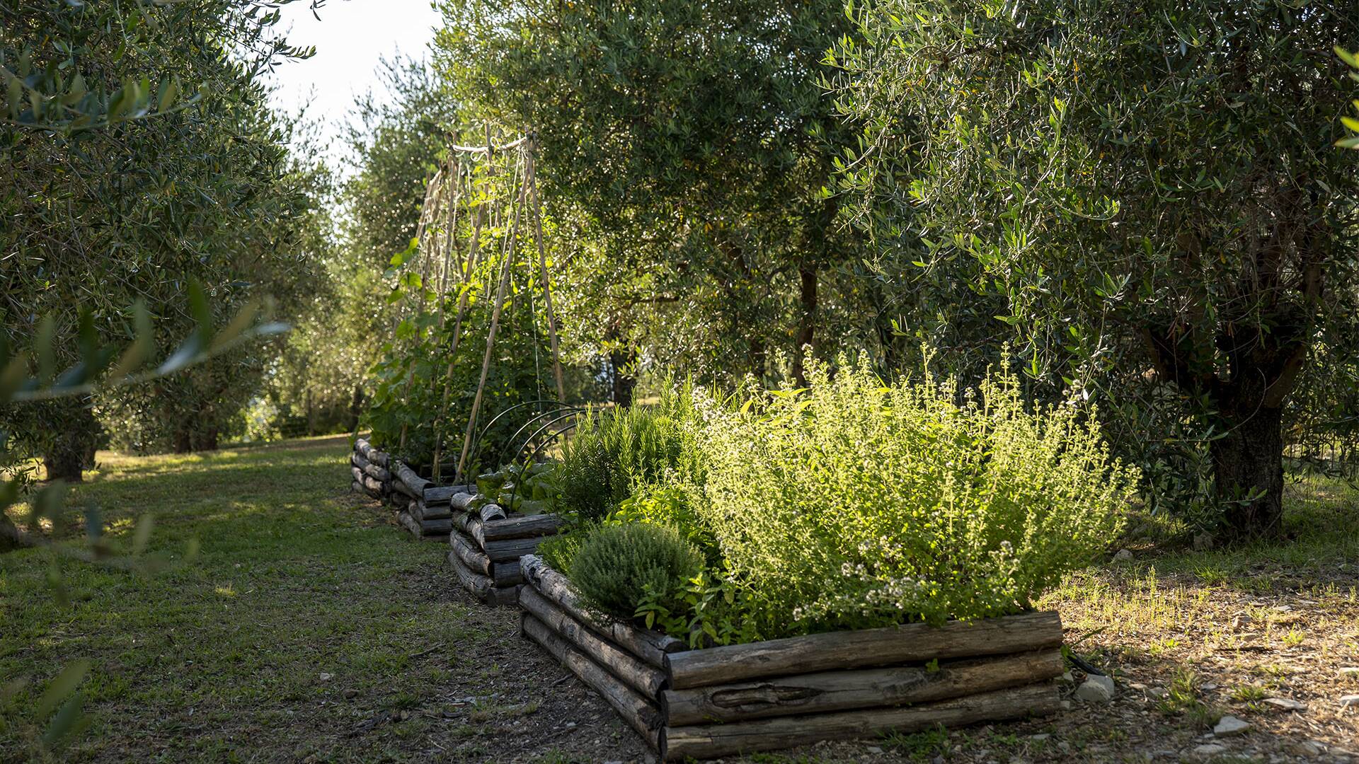 aromatic plants garden