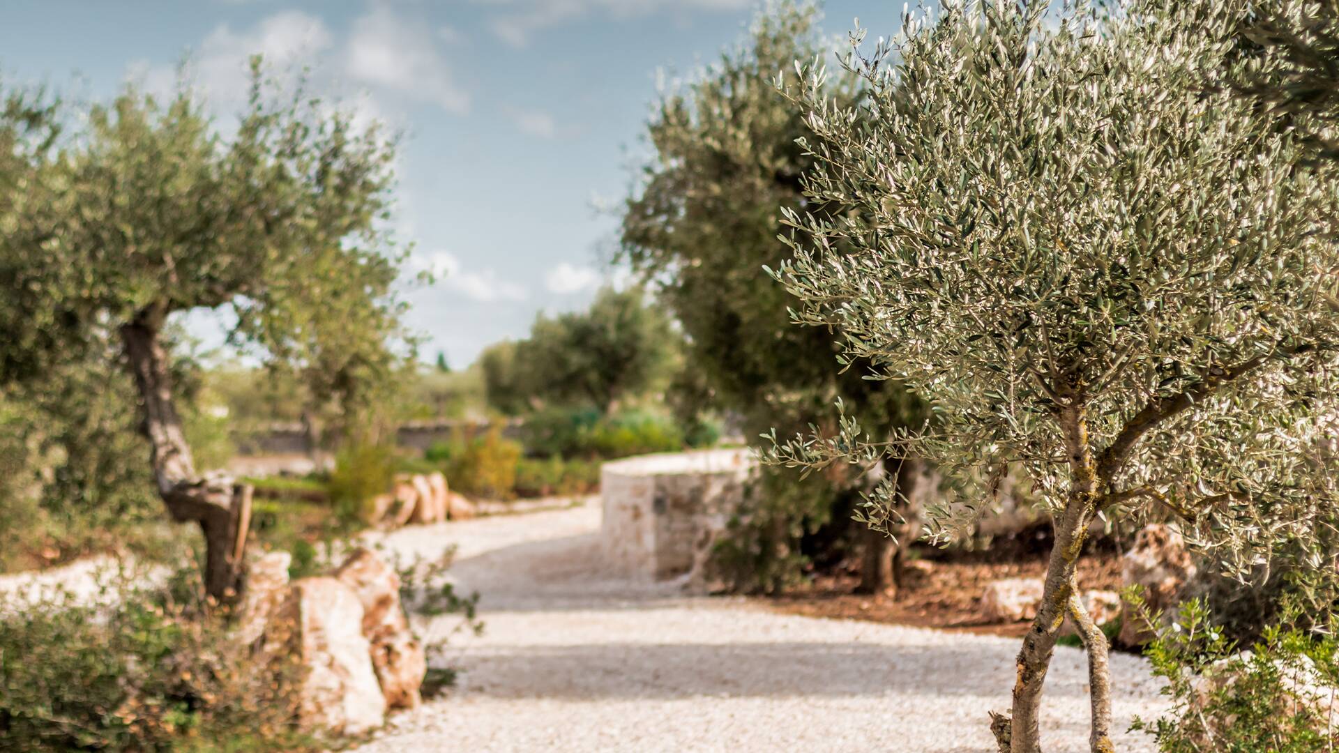 Apulian countryside