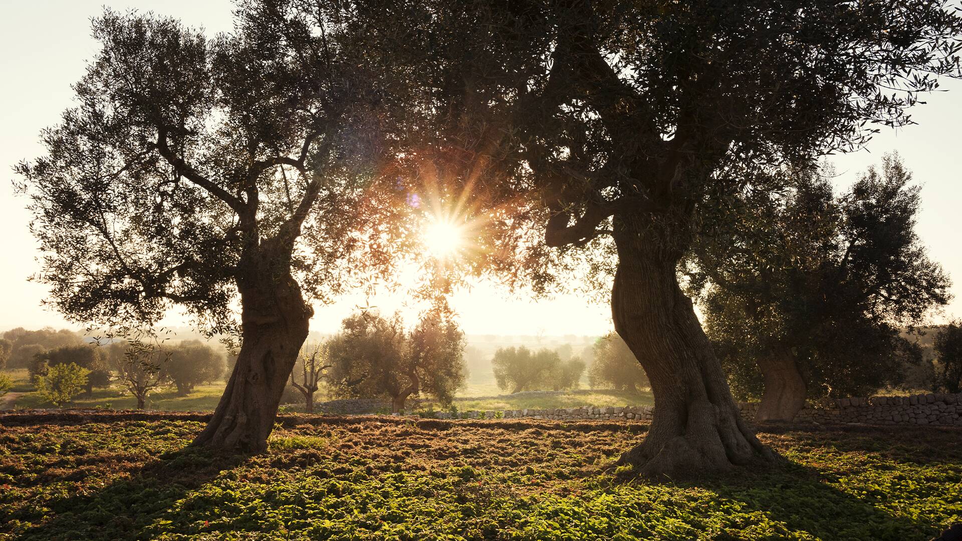 Apulian countryside with olive trees