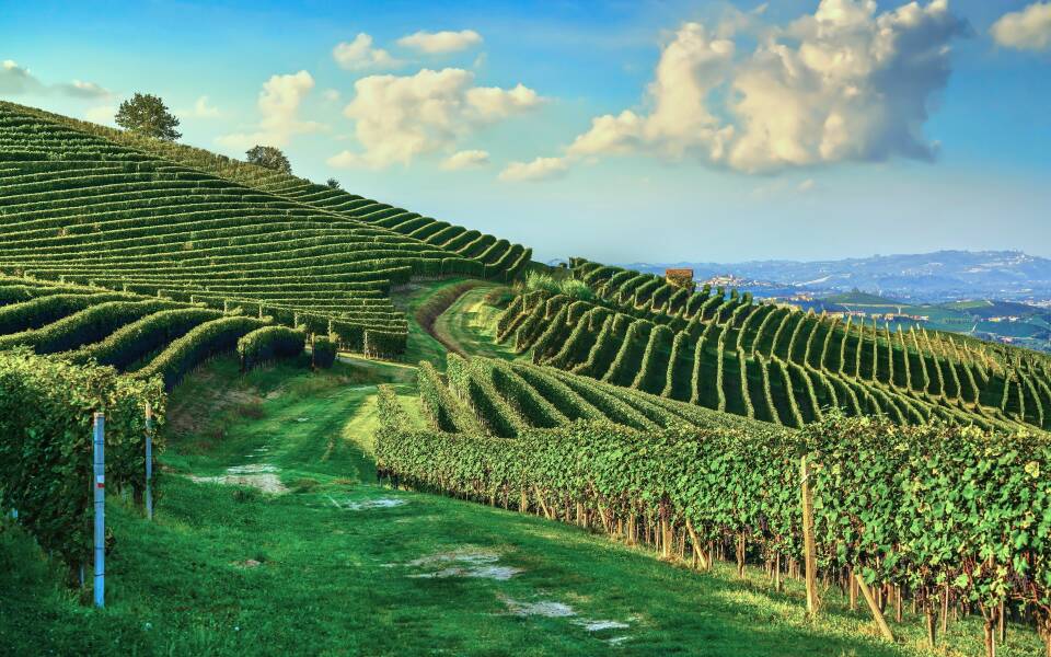 Refined wines of Piedmont, the world’s most celebrated reds and whites