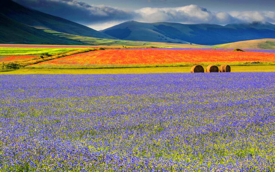 The Fiorita of Castelluccio di Norcia, Umbria: nature at its best!