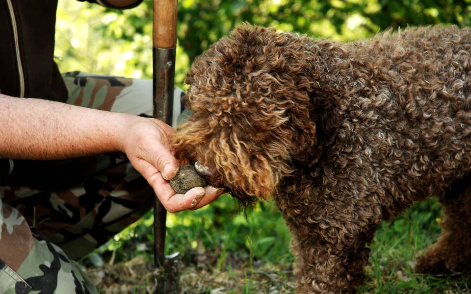 Truffle hunting in Umbria