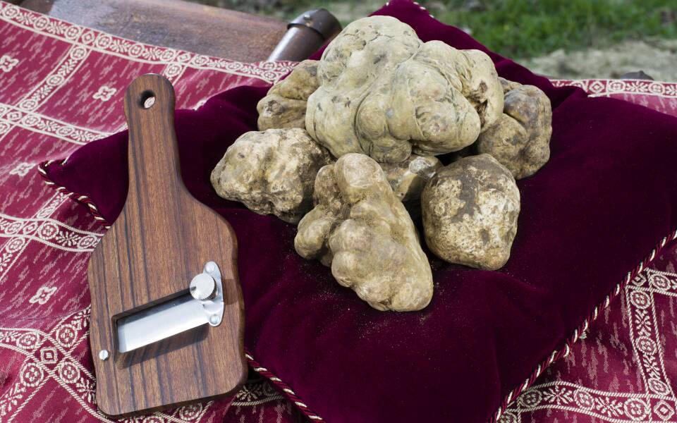 His Majesty, the White Truffle