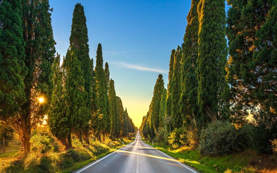 The top 5 wineries in Bolgheri on the Tuscan Coast