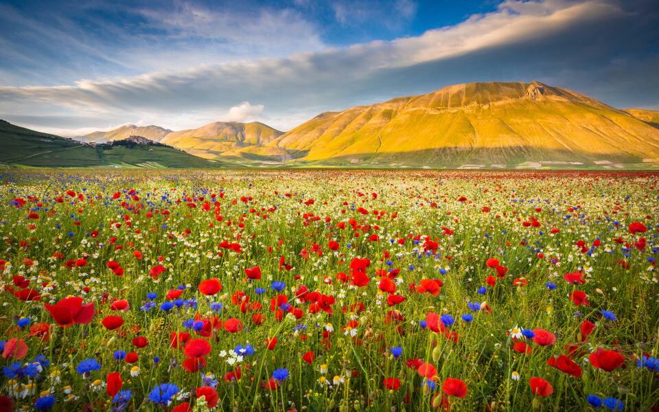 Fioritura of Castelluccio, Umbria’s nature at its finest