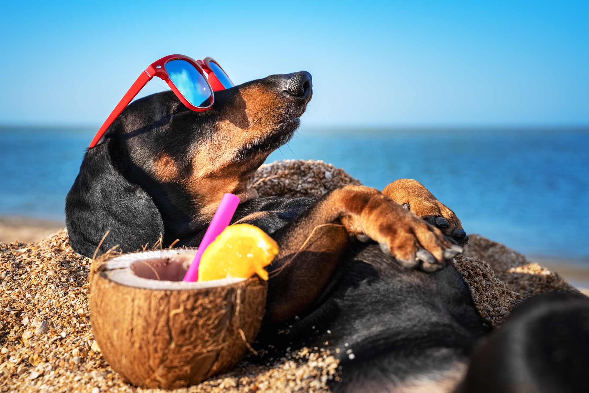 21+ Beaches For Dogs