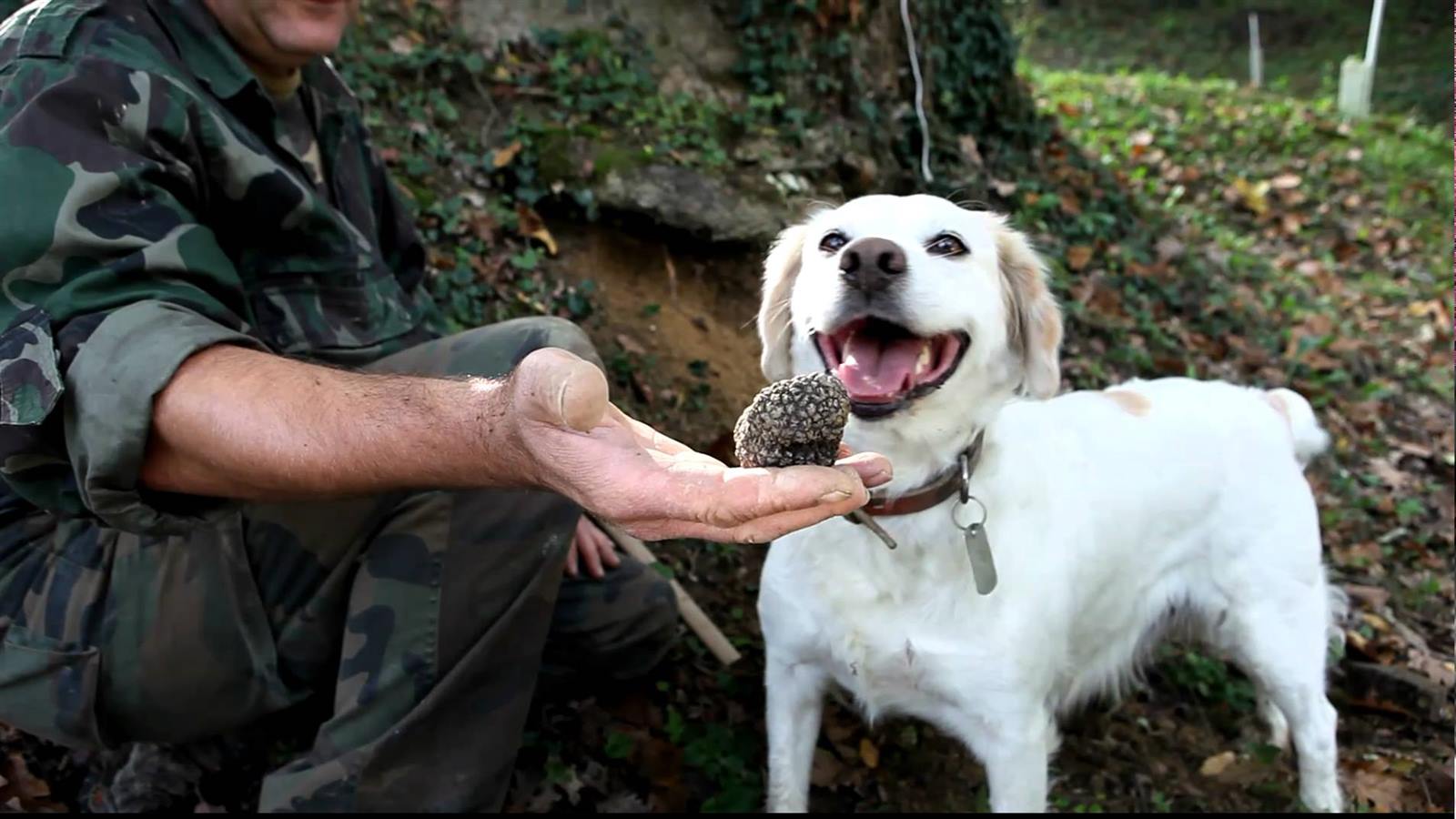 truffle hunting tours umbria