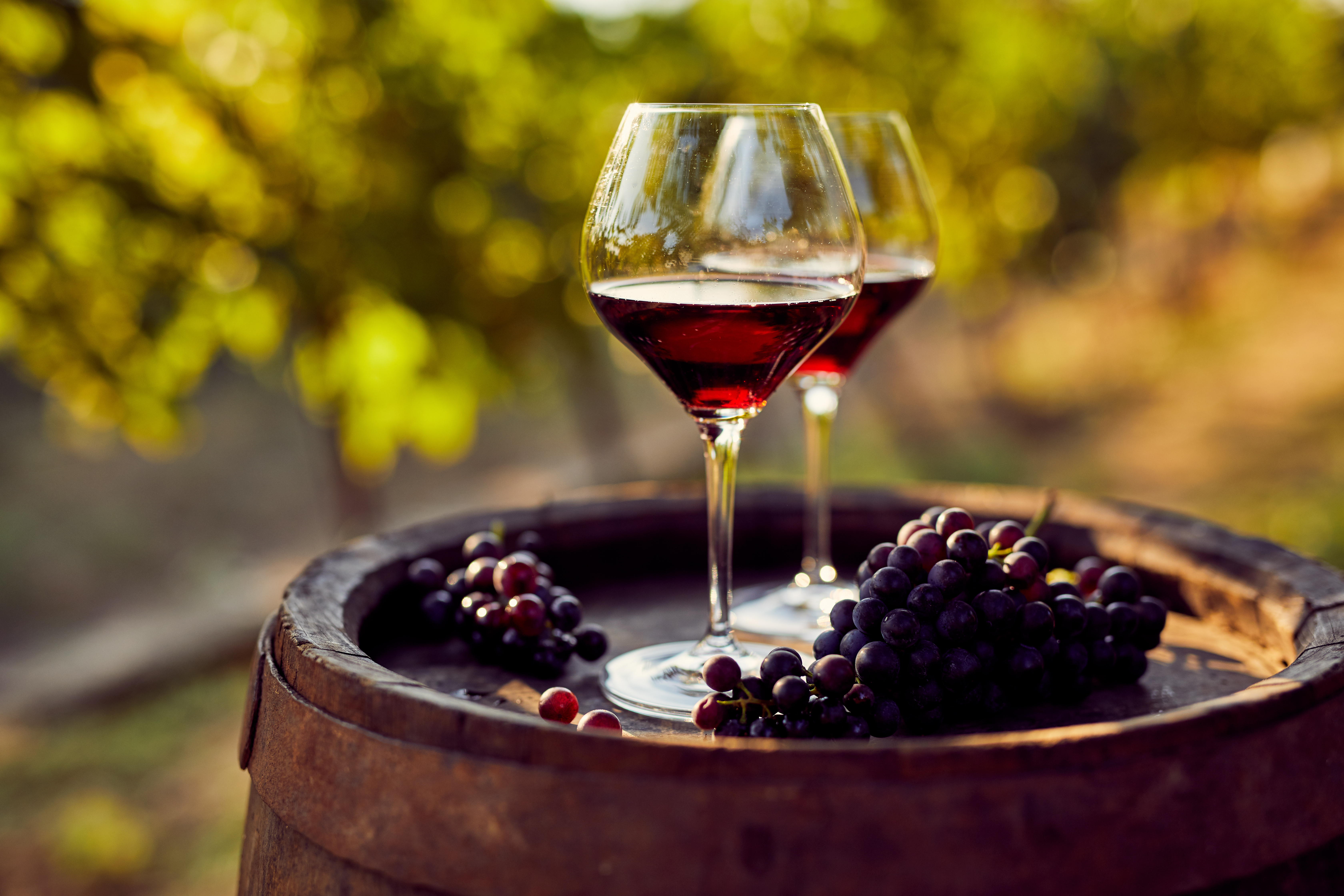 Вино из виноматериала. Виноградники Пино Нуар. Красное вино. Вино и виноград. Виноградное вино.